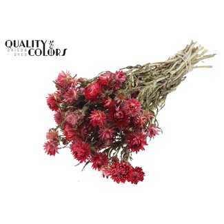 QC Gedroogde Strobloem | Kleur: Naturelle Rood | Helichrysum Droogbloemen | Lengte ± 45 centimeter | Gewicht ± 75 gram | Per bos
