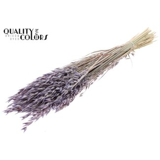 QC Getrockneter Hafer Premium | Farbe: Frosted Milk Lila | Avena Premium Trockenblumen | Länge ± 70 Zentimeter | Gewicht 200 Gramm | Pro Bund