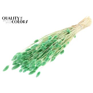 QC Gedroogde Gebleekte Phalaris | Kleur: Mintgroen | Kanariegras Droogbloemen | Lengte ± 70 centimeter | Gewicht 220 gram | Per bos