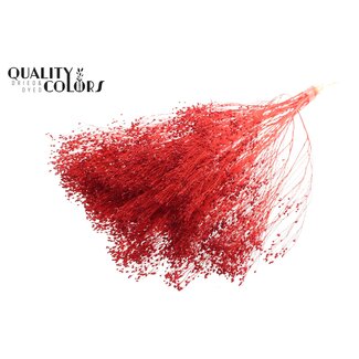 QC Gebleichte Getrocknete Besenblume | Farbe: Rot | Besen Trockenblumen | Länge ± 50 Zentimeter | Gewicht 100 Gramm | Pro Bund
