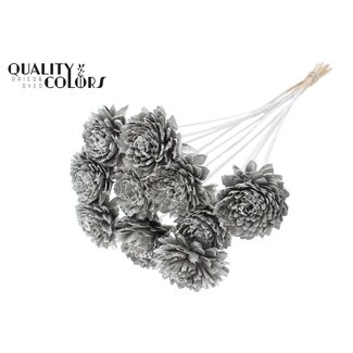 QC Shola Zinnia Bloem op stok | Kleur: Platinakleurig | Shola Zinia | Diameter 6 centimeter | Lengte ± 50 centimeter | 10 bijstekers per bos | Per bos