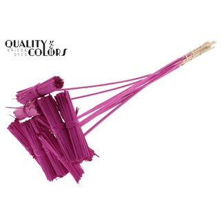 QC Kore Boeketje op stok | Kleur: Kerskleurig | Kore Bijsteker | Lengte bijsteker ± 50 centimeter | 10 bijstekers per bos