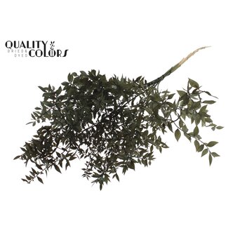 QC Ruscus séché | Couleur : Noir | Fleurs séchées de Ruscus | Longueur ± 70 centimètres | 10 tiges par bouquet | Par bouquet