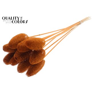 QC Mini-Luffa-Schwamm auf Stiel | Farbe: Terrakotta | Loofah-Stecker | Länge ± 50 Zentimeter | 10 Stecker pro Bund