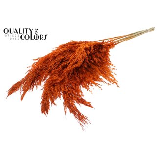 QC Dried Pampas Plumes | Colour: Orange | Pampas Dried Flowers | Length ± 100 centimetres | 5 plumes per bunch | Per bunch