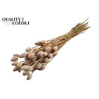 QC Pavot séché | Couleur : Brun Naturel | Papaver Somniferum Fleurs séchées | Longueur ± 60 centimètres | Poids 200 grammes | Par bouquet
