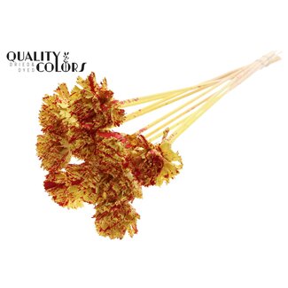 QC Shola Houten Karnish Bloem op stok | Kleur: Gespetterd Geel Rood | Shola Karnish Flower Bijsteker | Diameter bloem 6 centimeter | Lengte bijsteker ± 50 centimeter | 10 bijstekers per bos