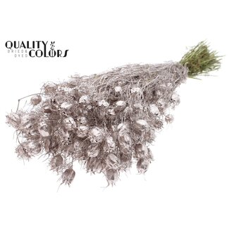 QC Gedroogd Juffertje-in-het-groen | Kleur: Champagnekleurig | Nigella Droogbloemen | Lengte ± 45 centimeter | Gewicht 150 gram | Per bos