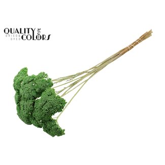 QC Dried Yarrow | Colour: Frosted Mint Green | Achillea Dried Flowers | Diameter ± 2 - 4 centimetres | Length ± 60 centimetres | 15 stems per bunch | Per bunch