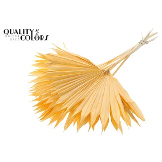 QC Gedroogde Gebleekte Palm Sun | Kleur: Zalmkleurig | Palmbladeren in Waaiervorm | Lengte ± 50 centimeter | 10 takken per bos | Per bos