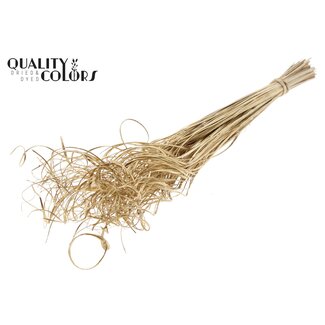 QC Dried Palm Leaf Vein | Curly Ting Ting | Colour: Antique Gold | Length ± 70 centimetres | 100 stems per bunch | Per bunch