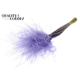 QC Gedroogd Stipa Vedergras | Kleur: Milkapaars | Stypha Penata Droogbloemen | Lengte ± 60 centimeter | 10 pluimpjes per bos | Per bos