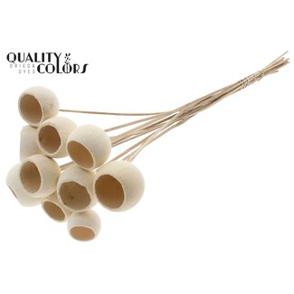 QC Gebleichte Getrocknete Bellgums | Farbe: Natur | Bell Cup Stecker | Länge ± 50 Zentimeter | 10 Stecker pro Bund