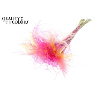 QC Dried Stipa Feather Grass “Colourful 10” | Colour: Mixed Colours | Stypha Penata Dried Flowers | Length ± 60 centimetres | 10 plumes per bunch | Per bunch