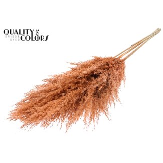 QC Dried Pampas Plumes | Colour: Frosted Salmon | Pampas Dried Flowers | Length ± 100 centimetres | 5 plumes per bunch | Per bunch