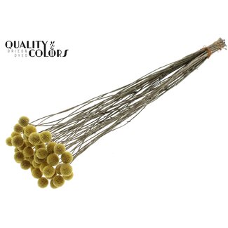 QC Getrocknete Craspedia | Farbe: Natürliches Gelb | Trommelstöckchen Trockenblumen | Länge ± 70 Zentimeter | 10 Stiele pro Bund | Pro Bund