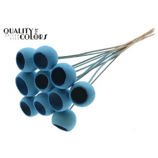 QC Bleached Dried Bellgums | Colour: Light Blue | Bell Cup Pick | Length ± 50 centimetres | 10 picks per bunch