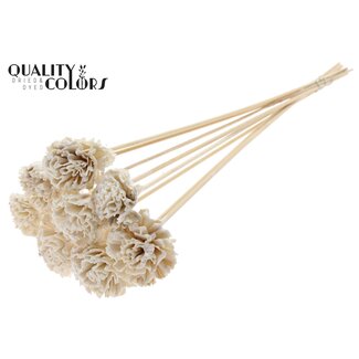 QC Shola Karnish Bloem met was op stok | Kleur: Wit | Diameter 6 centimeter | Lengte ± 50 centimeter | 10 bijstekers per bos | Per bos