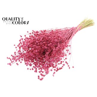 QC Getrockneter Lino Flachs | Farbe: Kirschrot | Linum Trockenblumen | Länge ± 50 Zentimeter | Gewicht 150 Gramm | Pro Bund