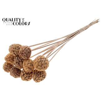 QC Fruit Atta Blanchi sur tige | Couleur : Saumon Givré | Pique à Pomme Cannelle | Longueur ± 50 centimètres | 10 piques par bouquet