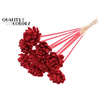 QC Shola Roos op stok | Kleur: Rood | Shola New Beauty Rose | Diameter 6 centimeter | Lengte ± 50 centimeter | 10 bijstekers per bos | Per bos