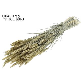 QC Gedroogde Tarwe | Kleur: Frosted Lichtgeel | Triticum Droogbloemen | Lengte ± 60 centimeter | Gewicht 220 gram | Per bos