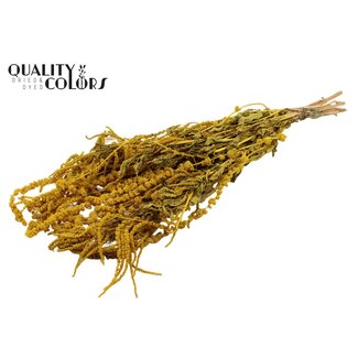 QC Dried Hanging Amaranthus | Colour: Yellow | Cat's Tail Dried Flowers | Length ± 70 centimetres | Per bunch