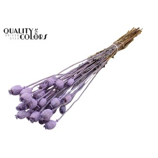 QC Dried Opium Poppy | Colour: Frosted Milka Purple | Papaver Somniferum Dried Flowers | Length ± 60 centimetres | Weight 200 grams | Per bunch