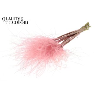 QC Gedroogd Stipa Vedergras | Kleur: Pastelroze | Stypha Penata Droogbloemen | Lengte ± 60 centimeter | 10 pluimpjes per bos | Per bos