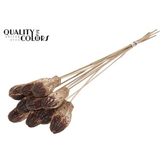 QC Mahonie Zaadpeul op stok | Kleur: Naturelle Bruin | Swietenia Mahagoni Droogvruchten Bijsteker | Lengte bijsteker ± 50 centimeter | 10 bijstekers per bos