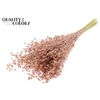 QC Gedroogd Lino Vlas | Kleur: Koperkleurig | Linum Droogbloemen | Lengte ± 50 centimeter | Gewicht 150 gram | Per bos