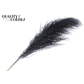 QC Dried Pampas Plumes | Colour: Black | Length ± 175 centimetres | Per plume