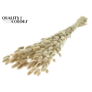 QC Gedroogde Hazenstaartjes Premium | Kleur: Natuurlijk Wit | Lagurus Ovatus droogbloemen | Lengte ± 70 centimeter | Gewicht 100 gram | Per bos