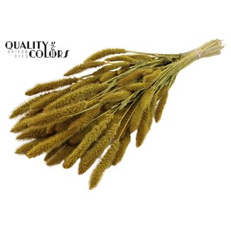 QC Setaria séchée | Couleur : Jaune | Fleurs séchées Setaria | Longueur ± 70 centimètres | Poids 210 grammes | Par bouquet