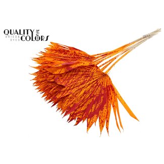 QC Dried Palm Sun Spear | Colour: Speckled Orange Red | Fan-shaped Palm Leaves | Length ± 50 centimetres | 10 stems per bunch | Per bunch
