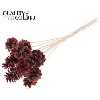 QC Dennenappel op stok | Kleur: Bruin met Rood Gepunt | Diameter 5 - 7 centimeter | Lengte ± 50 centimeter | 10 bijstekers per bos