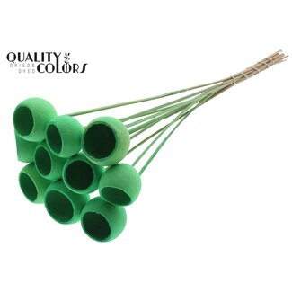 QC Bleached Dried Bellgums | Colour: Mint Green | Bell Cup Pick | Length ± 50 centimetres | 10 picks per bunch