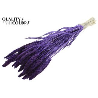 QC Getrocknete Gebleichte Hirse | Farbe: Lila | Pennisetum Trockenblumen | Länge ± 70 Zentimeter | Gewicht 200 Gramm | Pro Bund