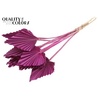 QC Gedroogde Palm Spear | Kleur: Lilakleurig | Palmbladeren in Speervorm | Lengte ± 50 centimeter | 10 takken per bos | Per bos