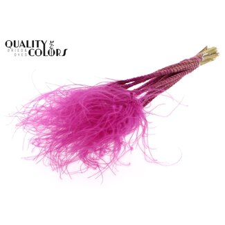 QC Dried Stipa Feather Grass | Colour: Lilac | Stypha Penata Dried Flowers | Length ± 60 centimetres | 10 plumes per bunch | Per bunch