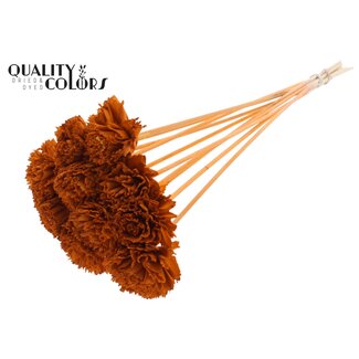QC Shola Karnish Bloem op stok | Kleur: Terracotta | Diameter 6 centimeter | Lengte ± 50 centimeter | 10 bijstekers per bos | Per bos