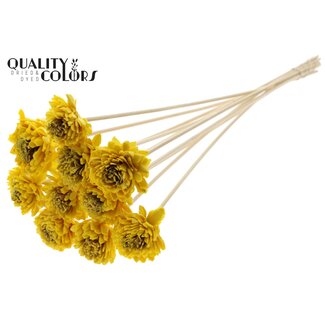 QC Shola Zinnia met was op stok | Kleur: Geel | Shola Zinia | Diameter 6 centimeter | Lengte ± 50 centimeter | 10 bijstekers per bos | Per bos