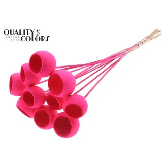 QC Bleached Dried Bellgums | Colour: Cherry-coloured | Bell Cup Pick | Length ± 50 centimetres | 10 picks per bunch