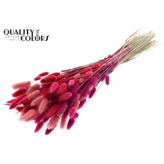 QC Gedroogde Hazenstaartjes Premium | Love Mix | Kleur: Gemengde Kleuren | Lagurus Ovatus droogbloemen | Lengte ± 70 centimeter | Gewicht 100 gram | Per bos