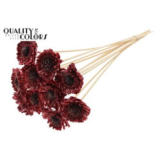 QC Shola Houten met was Madelief Zonnebloem op stok | Kleur: Bordeauxrood | Shola Daisy Sunflower Bijsteker | Diameter bloem 6 centimeter | Lengte bijsteker ± 50 centimeter | 10 bijstekers per bos