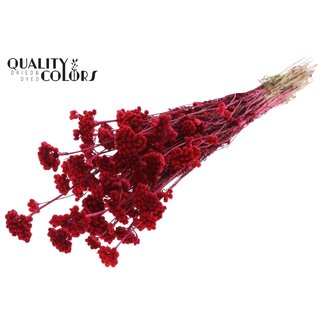 QC Dried Lona | Colour: Cherry-coloured | Lonas Annua Dried Flowers | Length ± 50 centimetres | Per bunch