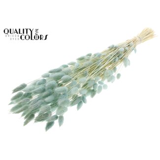 QC Dried Bleached Bunny Tails Premium | Colour: Light Blue | Lagurus Ovatus dried flowers | Length ± 70 centimetres | Weight 100 grams | Per bunch
