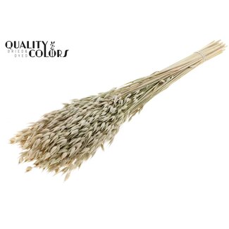 QC Gedroogde Haver Premium | Kleur: Naturelle Wit | Avena Premium Droogbloemen | Lengte ± 70 centimeter | Per bos