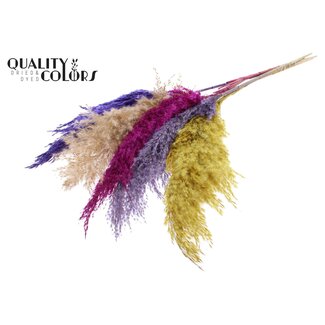 QC Dried Pampas Plumes “Colourful 11” | Colour: Mixed Colours | Pampas Dried Flowers | Length ± 100 centimetres | 5 plumes per bunch | Per bunch