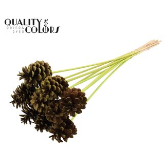 QC Pine cone on stick | Colour: Light green | Diameter 5 - 7 centimetres | Length ± 50 centimetres | 10 picks per bunch